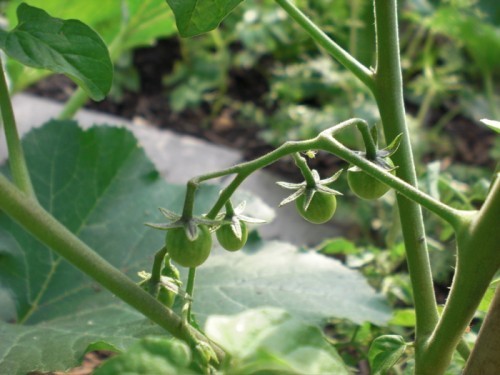 cherrytomatoes09