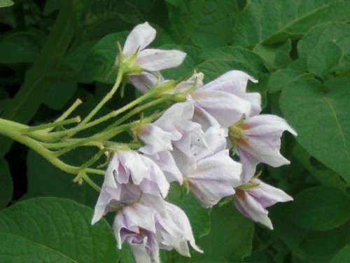 potatoblossom