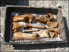 Bones from Iron Age ditch