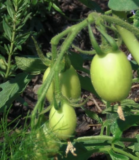 romatomatoes