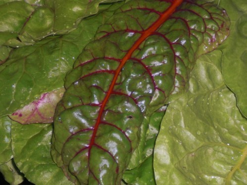swisschard