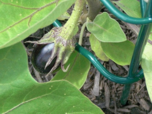 eggplantjuly