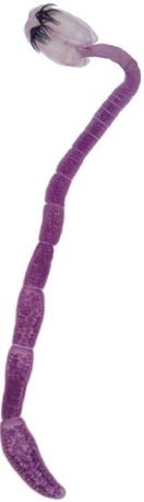 acanthobothrium-zimmeri-crop.jpg