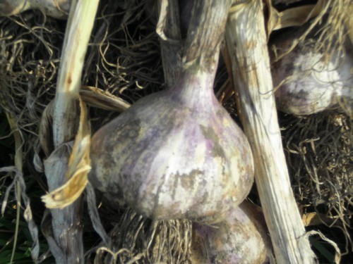 garliccloseup09