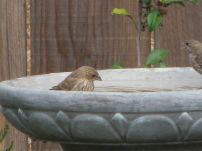birdbath