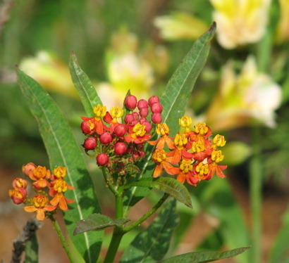 milkweed8