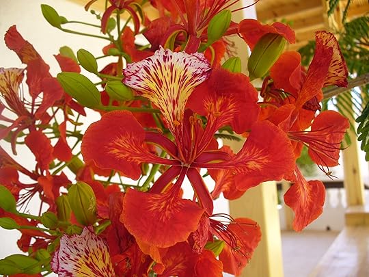 Flame Tree Upclose 2_blog