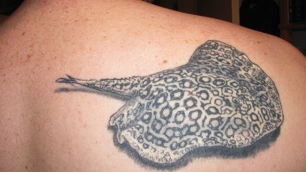 stingray440.jpg