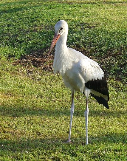 STORKS_Sharm el Sheikh_003_blog