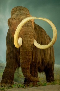 WrangelIslandMammoth