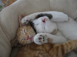 Kittens Sleeping