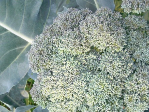 broccoli09
