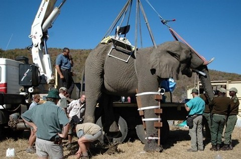 ElephantVasectomy