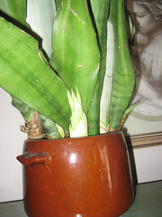 Snake Plant