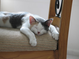 Gretel Sleeping Photo2