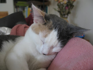 Gretel Sleeping Photo 3