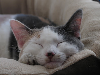 Gretel Sleeping Photo 5