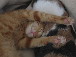 Hansel Sleeping Photo 1