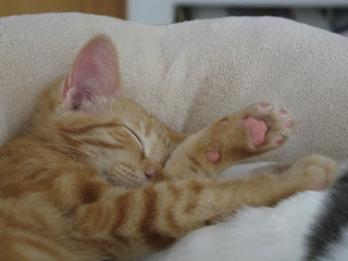 Hansel Sleeping Photo 2