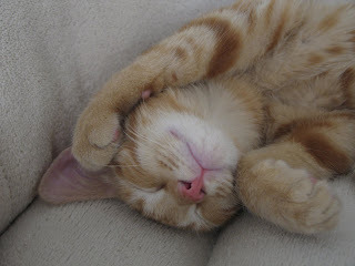 Hansel Sleeping Photo 3