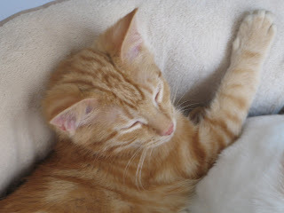 Hansel Sleeping Photo 4