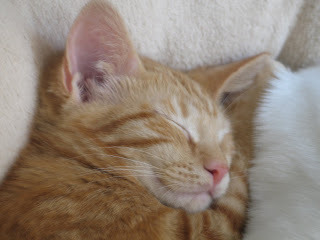 Hansel Sleeping Photo 5