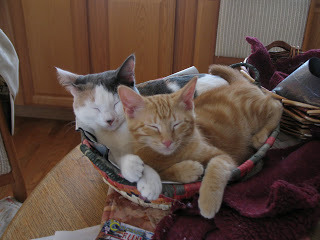 Kitties in a basket