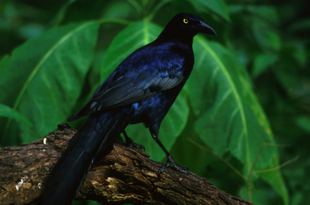 grackle440.jpg