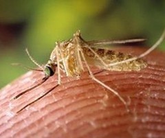 CulexMosquito