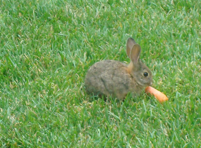 bunny