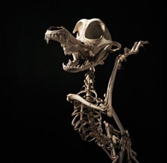 WileECoyoteSkeleton
