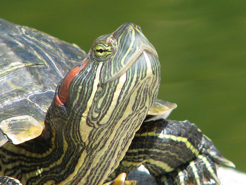 3932141947_a5a702c941