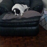 He has claimed my chair as his own. on Twitpic