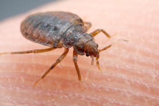 bedbug600
