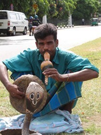 SriLankanSnakeCharmer