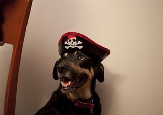 Ferris_talks_like_a_pirate