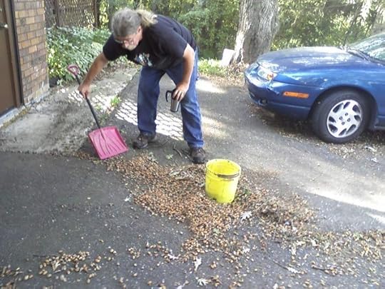 Chuck gathers acorns