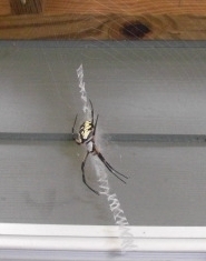 Gardenspider
