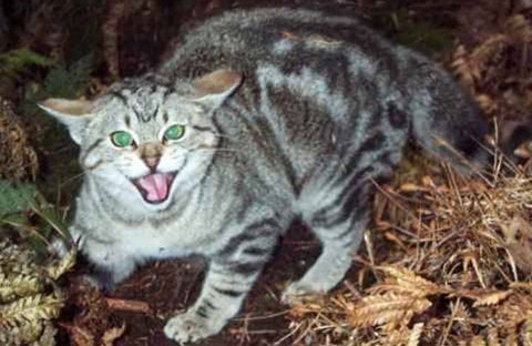 FeralCat