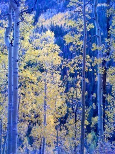 Lovely aspens Peter and I saw last weekend