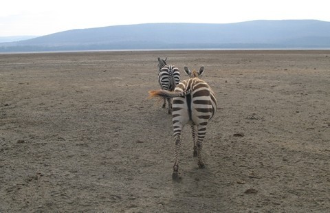 ZebraBacks