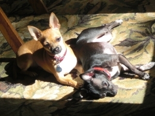 Aleix and Xander
