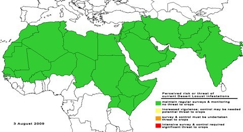 DesertLocust