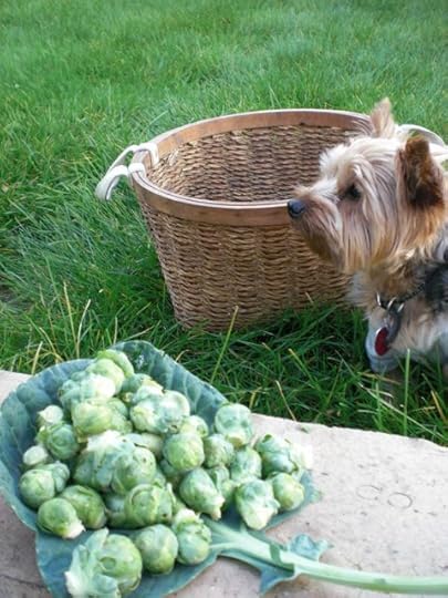BubbyBrusselsSprouts
