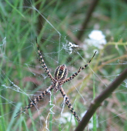 bandedgardenspider2