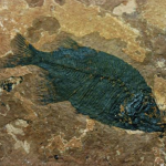 fossilized glipper