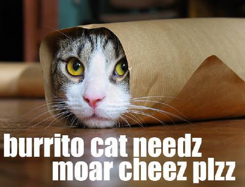 Burrito Cat