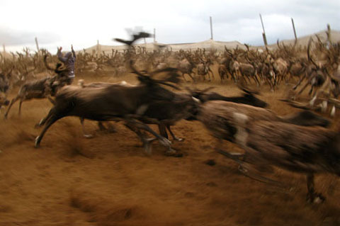 Fighting Reindeer