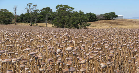Tasmanian Poppies