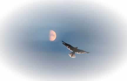 HawkThroughFire